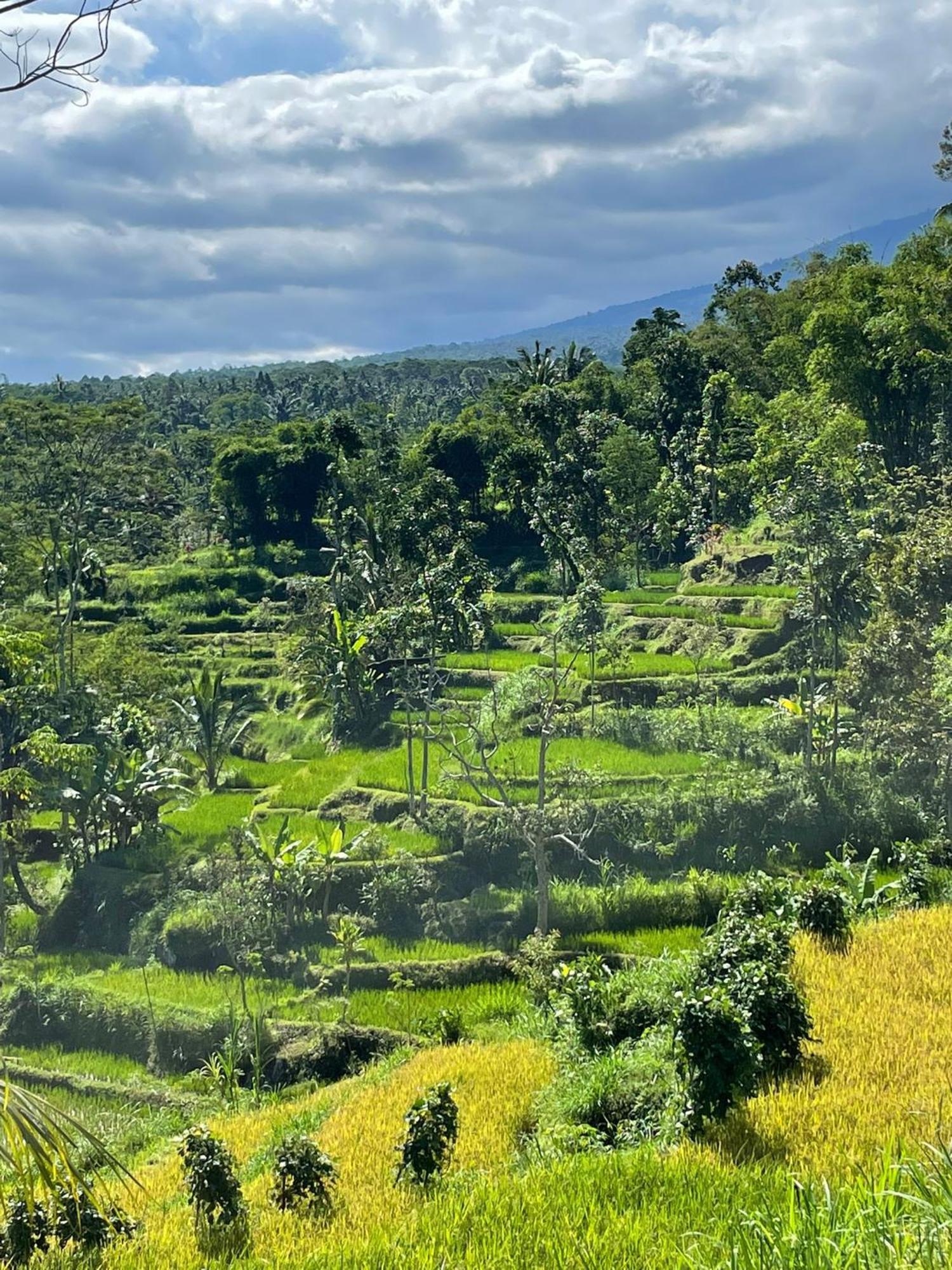 New Rinjani Homestay Tetebatu Exterior photo