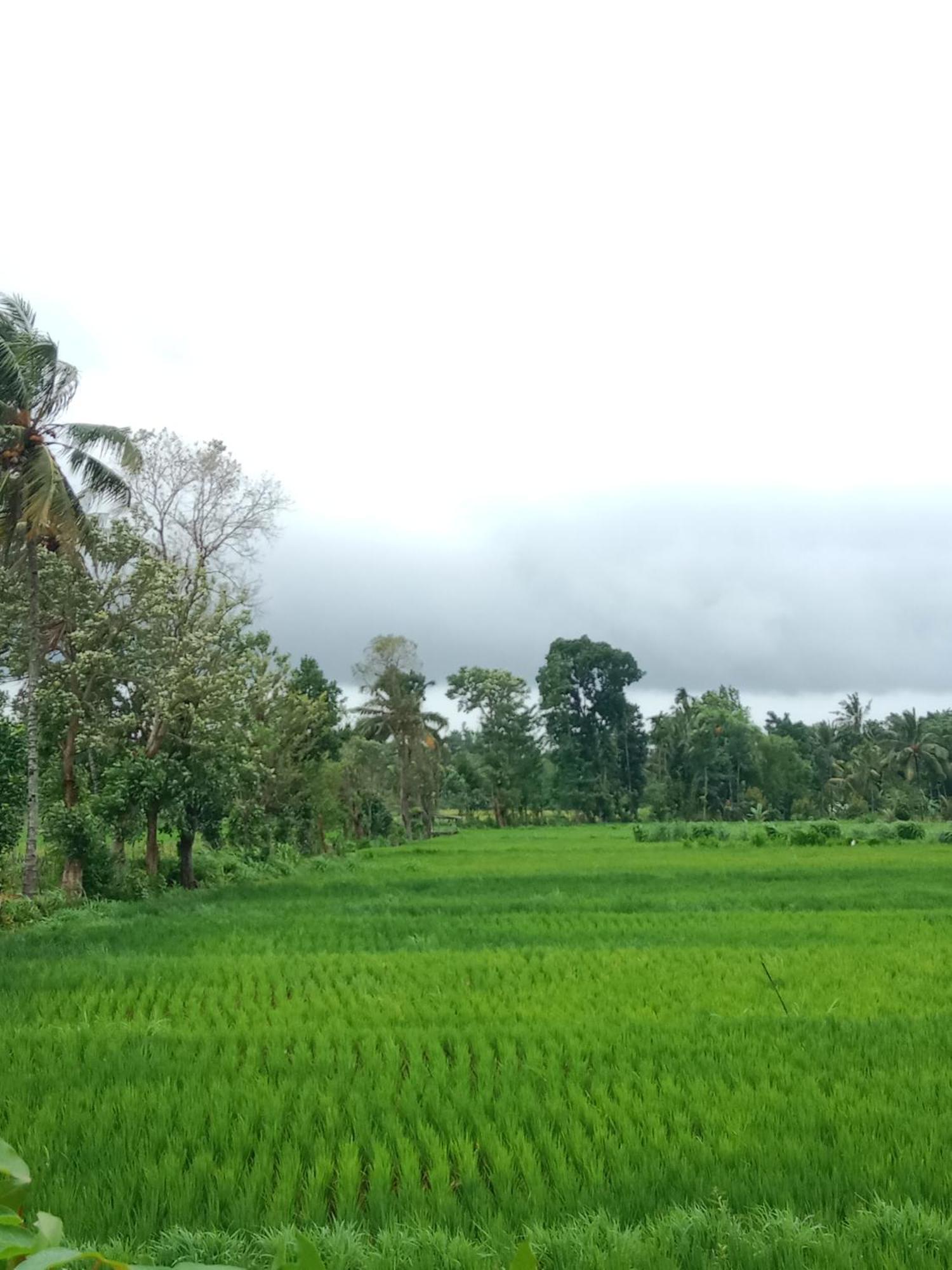 New Rinjani Homestay Tetebatu Exterior photo